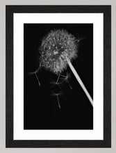Lade das Bild in den Galerie-Viewer, Botanical Studies - The B-Sides - No. 01
