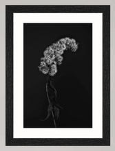 Lade das Bild in den Galerie-Viewer, Botanical Studies - The B-Sides - No. 03
