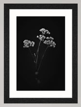 Lade das Bild in den Galerie-Viewer, Botanical Studies - The B-Sides - No. 04
