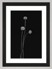 Lade das Bild in den Galerie-Viewer, Botanical Studies - The B-Sides - No. 05
