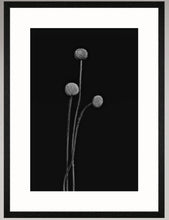 Load image into Gallery viewer, Botanical Studies - The B-Sides - No. 05

