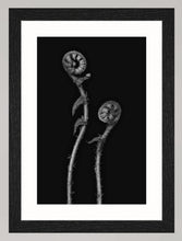 Lade das Bild in den Galerie-Viewer, Botanical Studies - The B-Sides - No. 08
