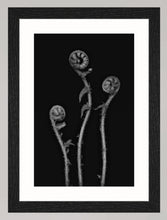 Lade das Bild in den Galerie-Viewer, Botanical Studies - The B-Sides - No. 09
