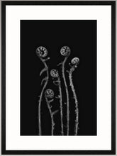 Lade das Bild in den Galerie-Viewer, Botanical Studies - The B-Sides - No. 10
