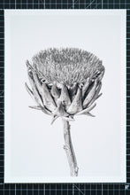 Load image into Gallery viewer, Portfolio Box 2022 Botanical Studies
