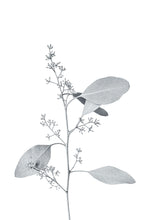 Load image into Gallery viewer, Botanical Study 13
