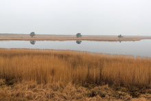 Lade das Bild in den Galerie-Viewer, Foggy Morning in the Reeds Belt at Darss Peninsula, Baltic Sea, Germany
