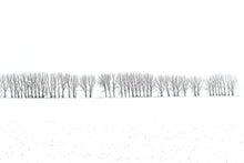 Lade das Bild in den Galerie-Viewer, Row of Trees in Winter 4, Thuringia, Germany
