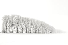 Lade das Bild in den Galerie-Viewer, Row of Trees in Winter 3, Thuringia, Germany
