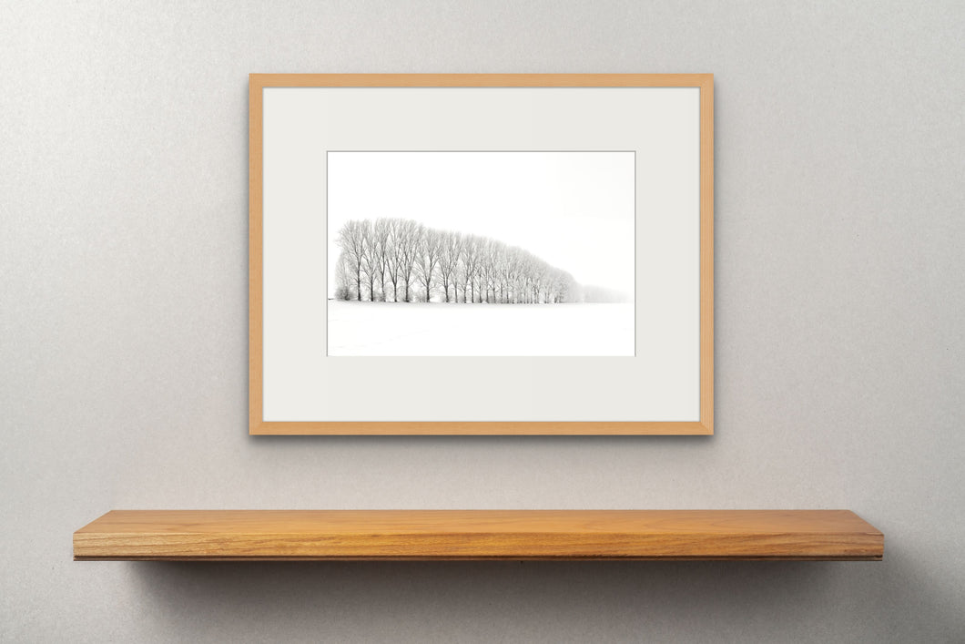 Row of Trees in Winter 3, Thuringia, Germany